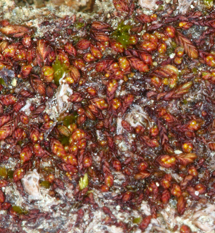 Solenostoma gracillimum